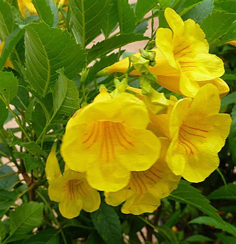 Add Bright Color To Your Garden With Yellow Bells A Large Tropical
