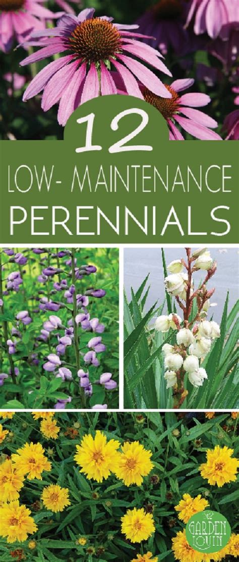 12 Best Low Maintenance Perennials Gardening Viral