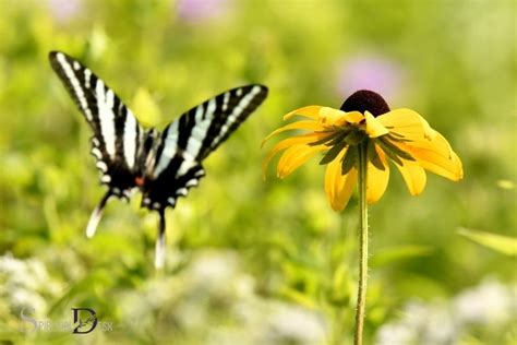 Spotting Female Zebra Swallowtail Butterfly Spiritual Mean