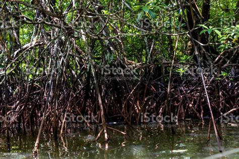 Roots Of Mangrove Forests In The Rainforest Island Of Palawan