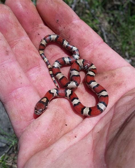 13 Beautiful And Colorful Small Snake Pets Small Snakes Snake Milk