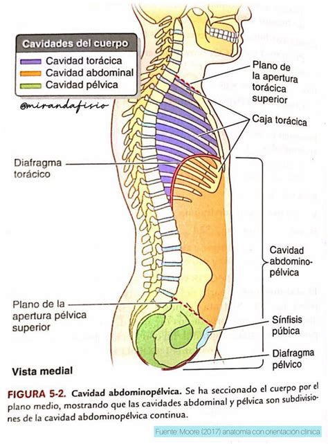 Cuales Son Las Cavidades Corporales Regiones Y Cuadrantes Cavidades