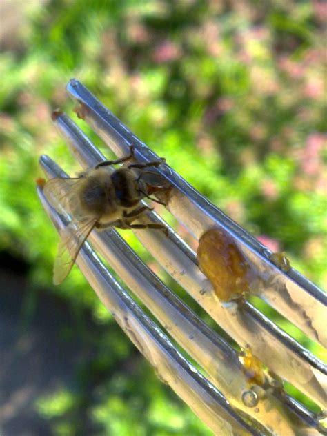 Pin by Димитрије Димитрић on Bees | Bee, Bee keeping