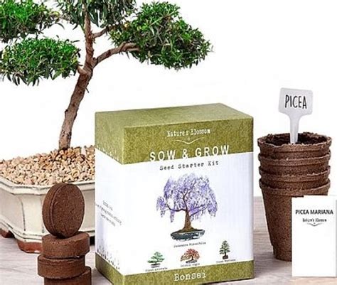 Diy Bonsai Tree Starter Kit Chunkyfinds Find Your Chunky Products