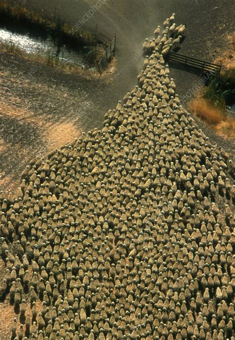 Sheep Herding Stock Image E7640198 Science Photo Library