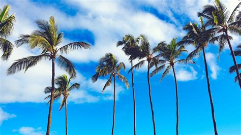 Palm Trees 4k Wallpapers Wallpaper Cave