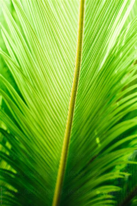 Abstract View Of Palm Tree By Stocksy Contributor Peter Wey Stocksy