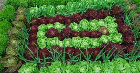 How To Grow Lettuce From Seed The Garden Of Eaden