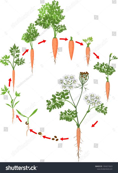 Carrots life cycle