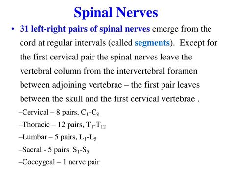Ppt Spinal Cord Reflexes Peripheral Nervous System Powerpoint