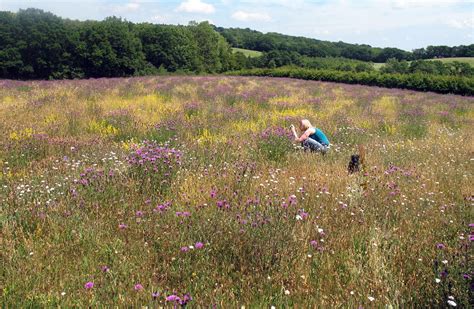 Annual Wild Flower Seeds Mixture Wild Flower Lawns And Meadows Buy