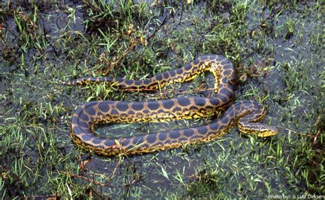 Interesting Facts About Anacondas Just Fun Facts