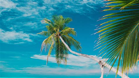 Wallpaper Id 10864 Beach Sea Palm Trees Summer Tropics 4k Free