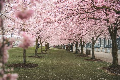 Portland Oregon Pnw Travel Oregon Cherry Blossom Bloom Spring Tom