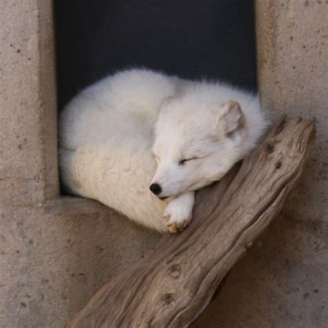 White Arctic Fox Sleeping Picture Free Photograph Photos Public Domain