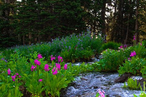 Wildflowers Along St Vrain Creek Rocky Mountain National Park Life