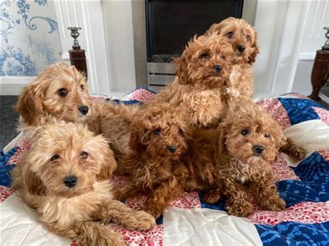 Cavapoos Puppies For Adoption Boston 17667462