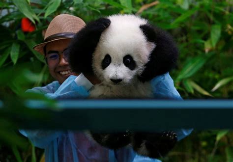 Panda Cub Makes First Public Appearance At Malaysia Zoo Malaysia News