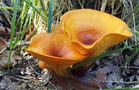 The Complete Guide To Jack O Lantern Mushrooms Grocycle