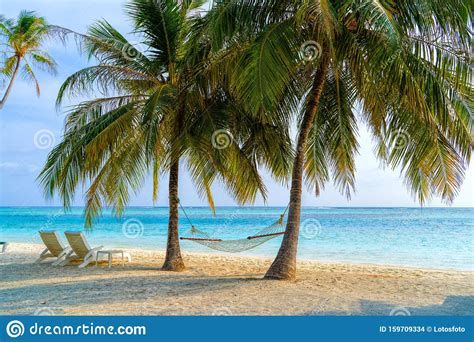 Empty Hammock Between Palms Trees At Sandy Beach Stock Photo Image Of