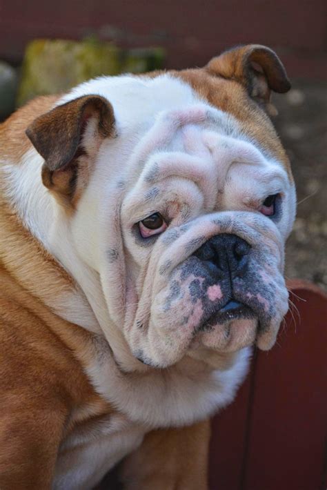 18 Of The Most Adorable Wrinkled Dogs