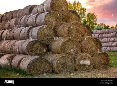 Big Pile Of Bales With Straw Round Straw Bales Stacked In A Pyramid In