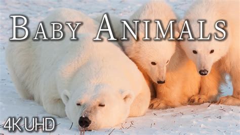 Baby Animals 4k Uhd The Worlds Most Amazing And Cutest Baby Animals