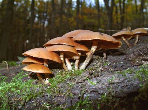 Free Photo Poisonous Mushroom Autumn Fungus Mushroom Free