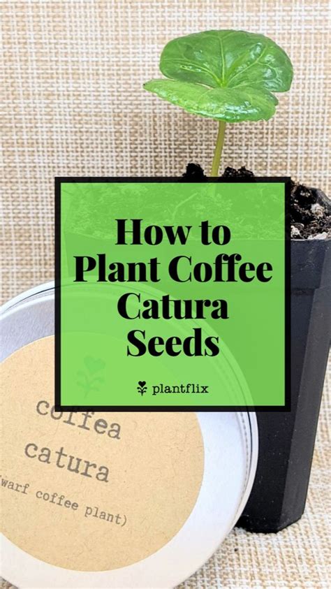 How To Grow Coffea Catura Dwarf Coffee Plant Seeds Gardening Tips