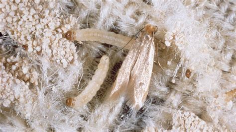 8 ways to control moth infestation at home pest wiki