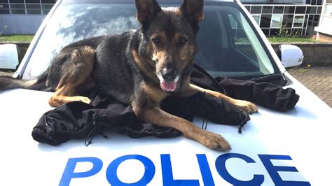Finns Law Stabbed Police Dog Law Passed By Lords Bbc News