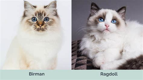 Birman Vs Ragdoll Cats The Differences With Pictures Hepper