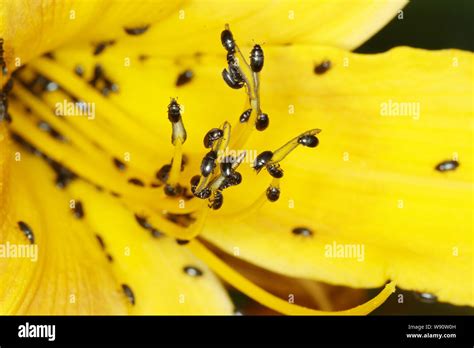 Pollen Beetles On Yellow Hemerocallis Flower Meligethes Aeneus Essex