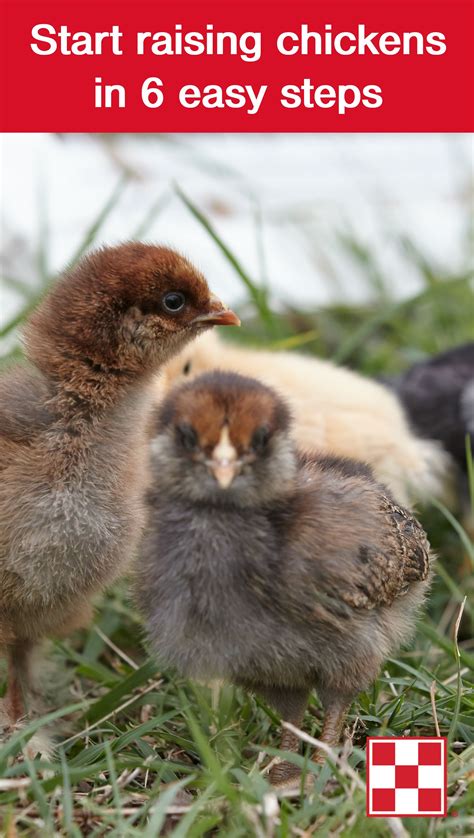 start raising chickens in 6 easy steps farm fresh eggs and backyard joy raising chickens is