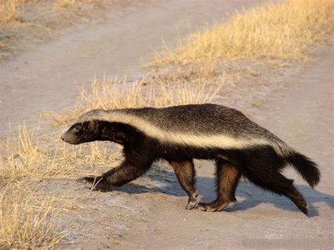 Honey Badger Badger Fierce Wild Creatures Hd Wallpaper Peakpx