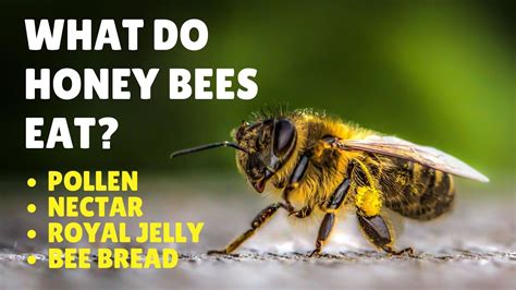 What Do Honey Bees Eat Honey Bee Diet Youtube