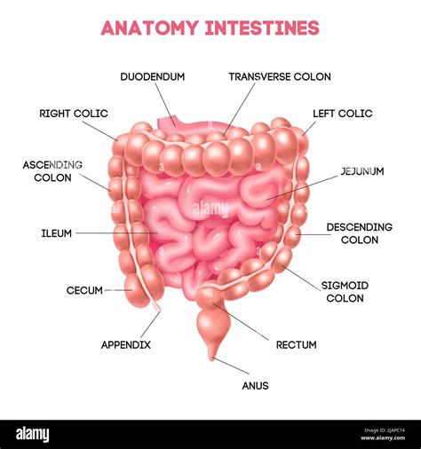 Human Intestine Anatomy Diagram With Duodenum Ileum Cecum Jejunum Appendix Rectum Anus Areas