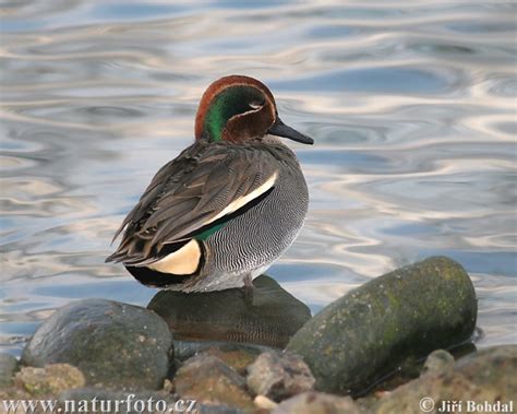 Common Teal Photos Common Teal Images Nature Wildlife Pictures