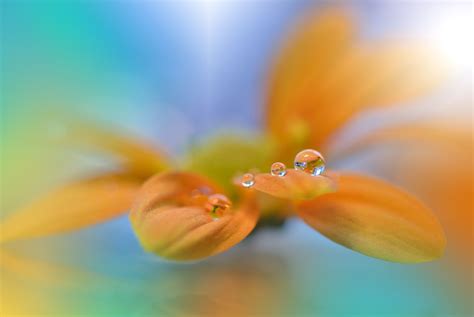 Oo Macro Flower Water Drop Photography Flowers