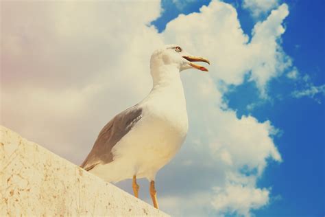 Free Images Sea Bird Wing Sky White Seabird Seagull Beak