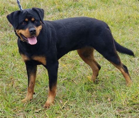 Natasha Von Evman Rottweilers