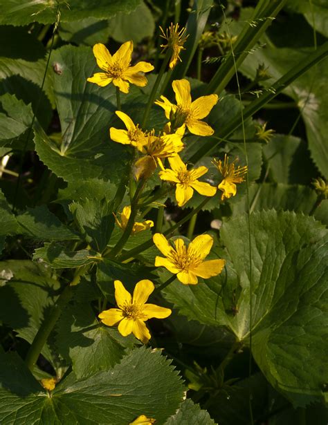 Caltha Palustris Yellow Marsh Marigold A Photo On Flickriver