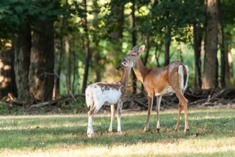 Differences Between Mule Deer And White Tailed Deer