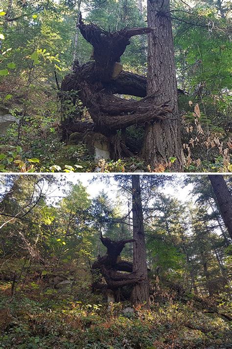 Tree Shaped Like A Woman The Woodworking Enthusiasts Tree Growth