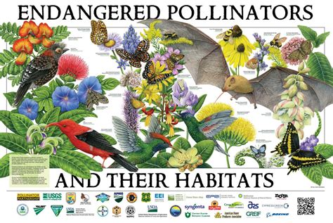 Bat Conservation Int On Twitter Pollinators Poster Pollination