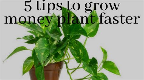 How To Grow Money Plant Faster Top 5 Tips To Grow Money Plant