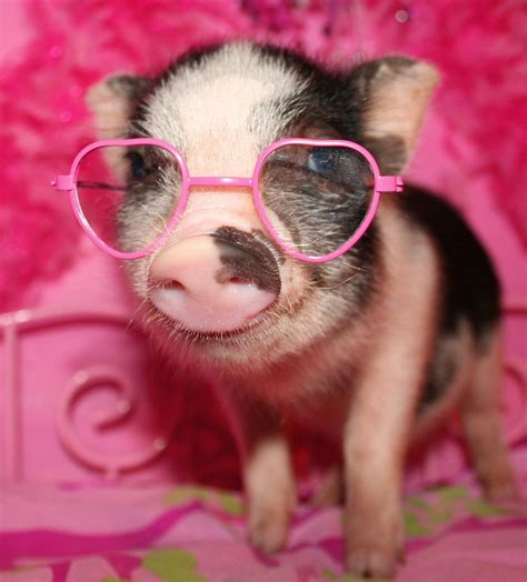 Pin By ♡ Mykella ♡ On ♡cuteness♡ Cute Baby Pigs Baby Pigs Cute Piglets