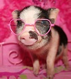Pin by ♡ Mykella ♡ on ♡cuteness!♡ | Cute baby pigs, Baby pigs, Cute piglets