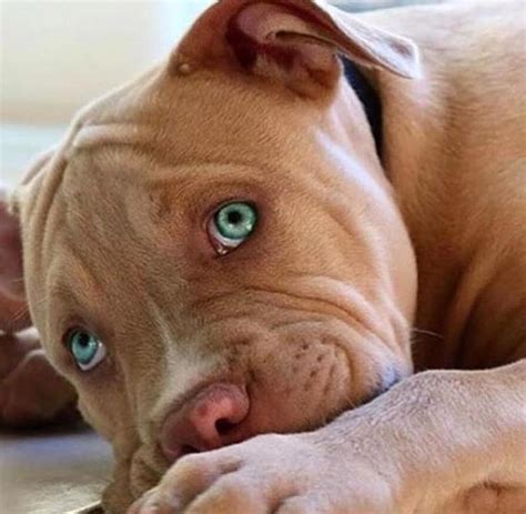 Red Nose Pitbull With Green Eyes