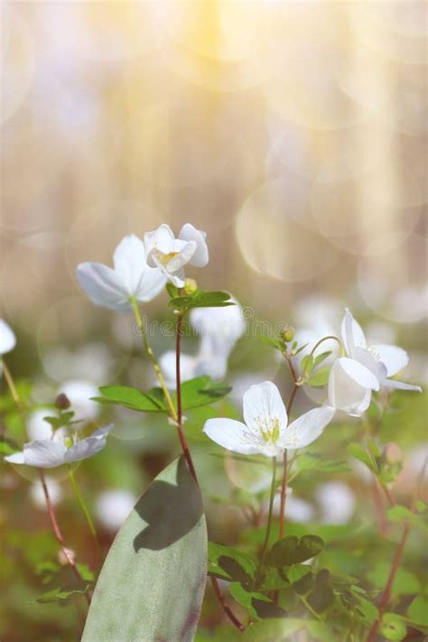 Spring White Wildflowers In The Forest Forest Landscape With Sunbeams